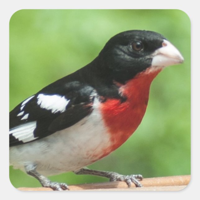 Grosbeak mit Rose Quadratischer Aufkleber (Vorderseite)