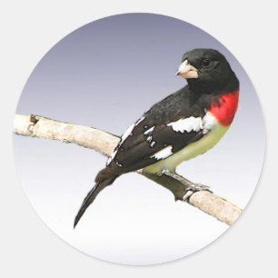 Grosbeak mit Rose Runder Aufkleber