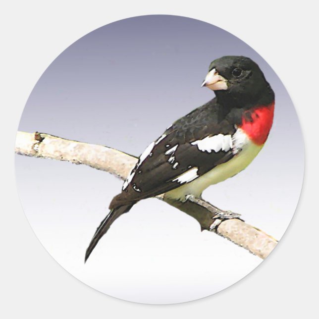 Grosbeak mit Rose Runder Aufkleber (Vorderseite)