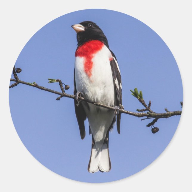 Grosbeak mit Rose Runder Aufkleber (Vorderseite)