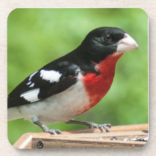 Grosbeak mit Rose Untersetzer