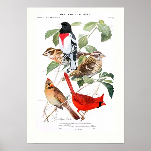 Grosbeak und Kardinal Poster (Vorne)
