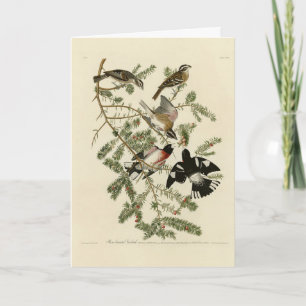 Grosbeak von Rose, Audubons Vögel von Amerika Karte