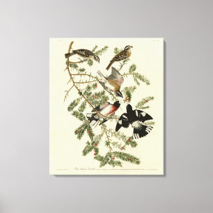 Grosbeak von Rose, Audubons Vögel von Amerika Leinwanddruck