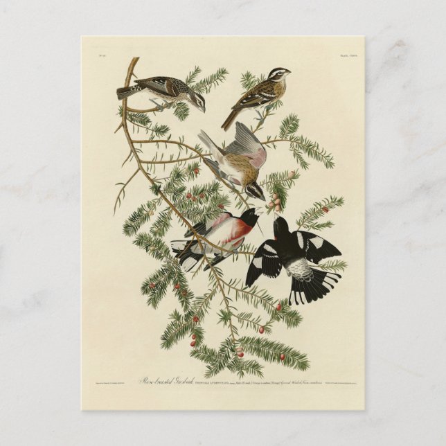 Grosbeak von Rose, Audubons Vögel von Amerika Postkarte (Vorderseite)