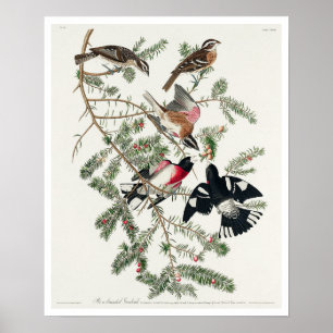 Grosbeak von Rose von Audubon Poster