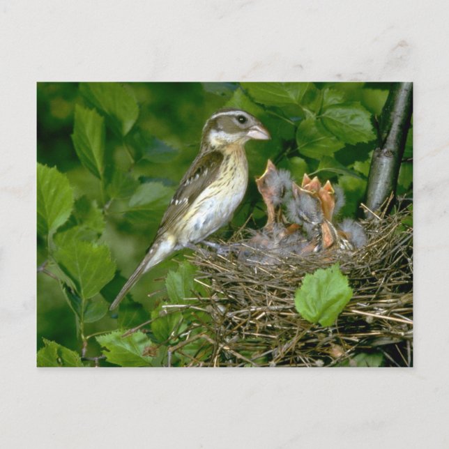 Grosbeak (weiblich) mit Rose Postkarte (Vorderseite)