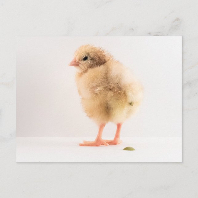 Gross Baby Chick Kackend Foto Postkarte (Vorderseite)