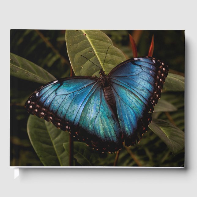 Groß, schön, blau, Schmetterling Gästebuch (Vorderseite)