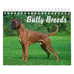 Großartige Bully-Rassen Kalender