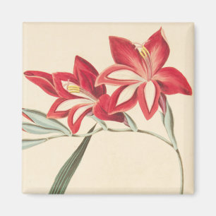 Großartige Mais-Flagge Magnet