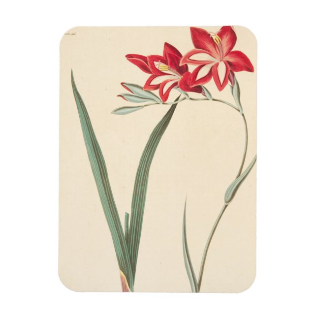 Großartige Maisflagge Magnet (Vertikal)