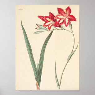 Großartige Maisflagge Poster