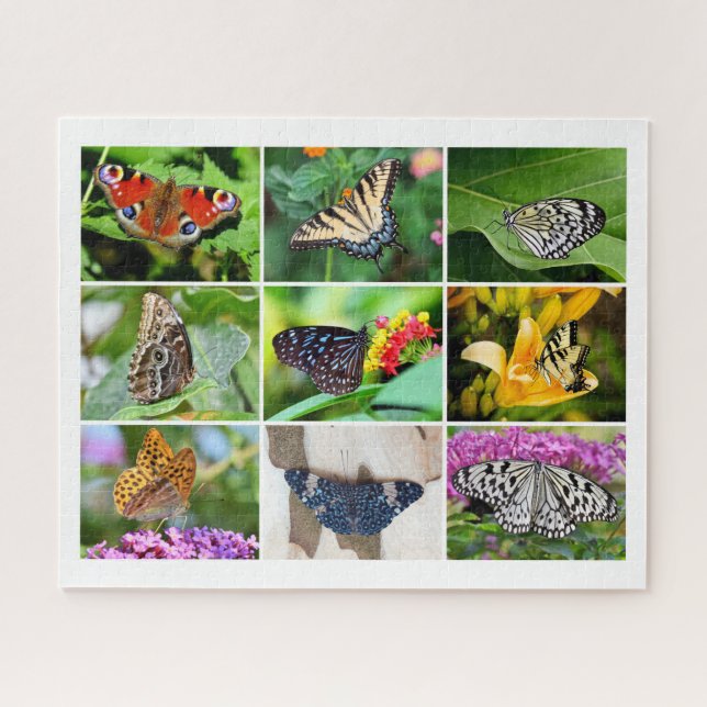 Großartige Schmetterlinge Collage, 9 Fotos, Alter  (Horizontal)