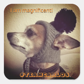 Großartiger Carlos B. Hund! AUFKLEBER! Quadratischer Aufkleber