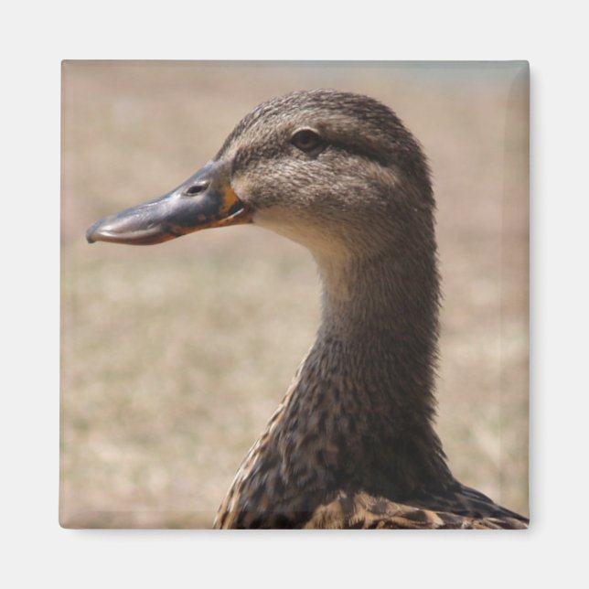 Großartiger Duck Posing Foto Magnet (Vorne)