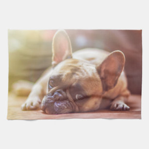 Großartiger französischer Bulldog liegt runter Geschirrtuch