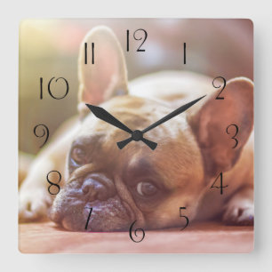 Großartiger französischer Bulldog liegt runter Quadratische Wanduhr