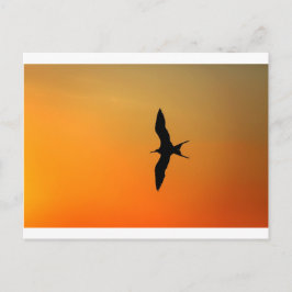 Großartiger Fregattvogel mit orangefarbenem Sonnen Postkarte