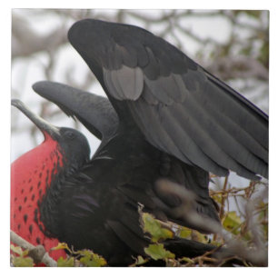 Großartiger Frigate Bird Fliese