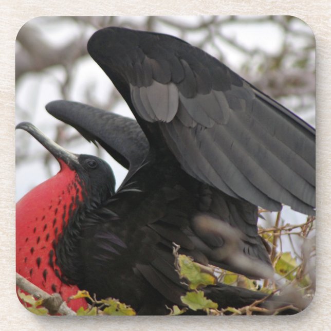Großartiger Frigate Bird Getränkeuntersetzer (Vorderseite)