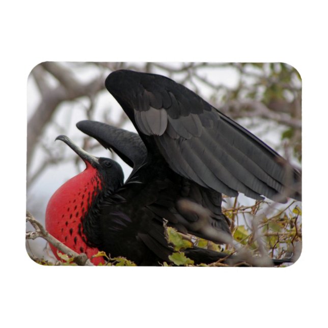 Großartiger Frigate Bird Magnet (Horizontal)