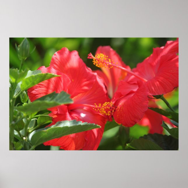 Großartiger Roter Hibiskus Poster (Vorne)