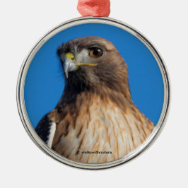 Großartiger Rotschwanzfalken in der Sonne Ornament Aus Metall