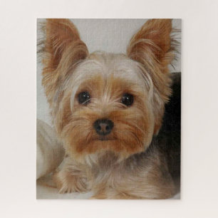 Großartiger Yorkshire Terrier