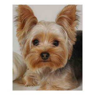 Großartiger Yorkshire Terrier Fotodruck