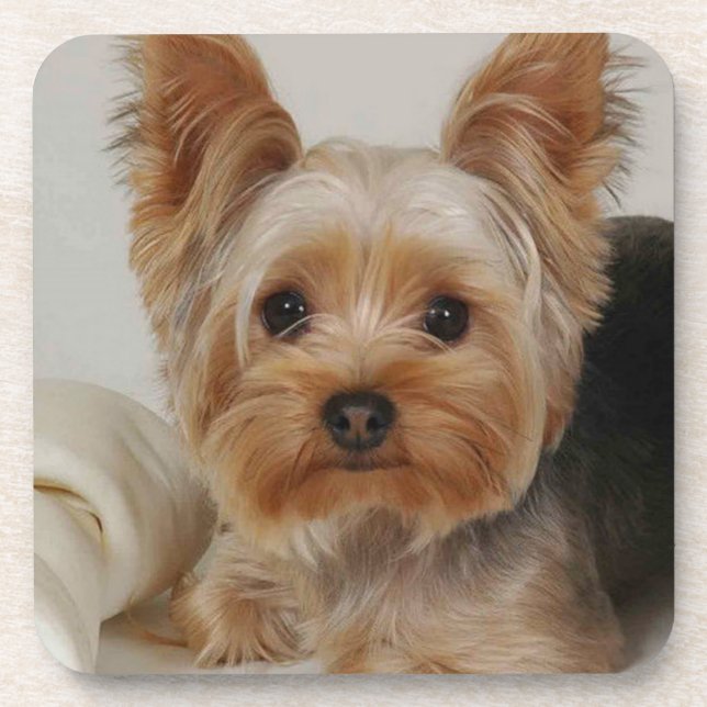Großartiger Yorkshire Terrier Getränkeuntersetzer (Vorderseite)