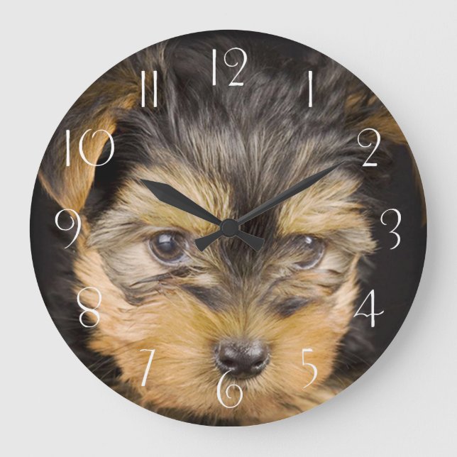 Großartiger Yorkshire Terrier Große Wanduhr (Vorderseite)