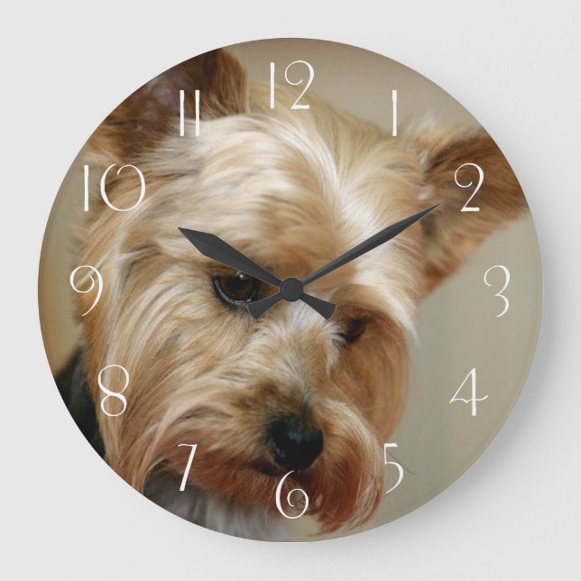 Großartiger Yorkshire Terrier Große Wanduhr (Vorderseite)