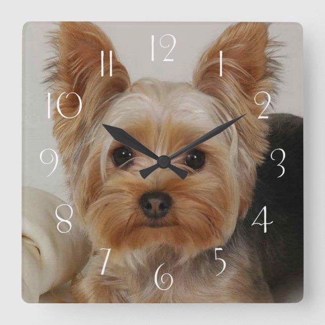Großartiger Yorkshire Terrier Quadratische Wanduhr (Vorderseite)