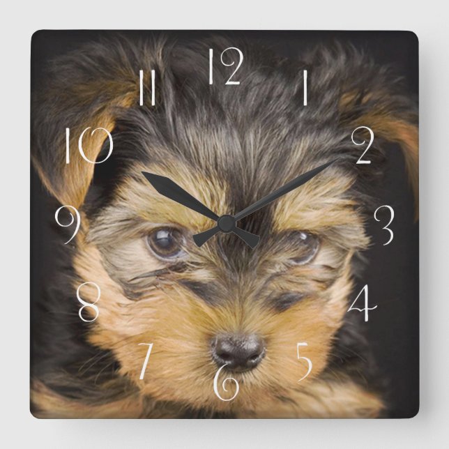 Großartiger Yorkshire Terrier Quadratische Wanduhr (Vorderseite)