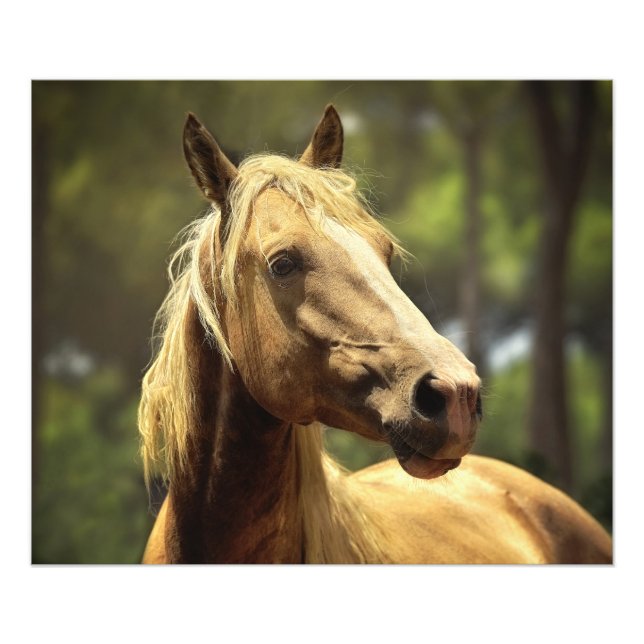 Großartiges Wild-Palomino-Pferd Fotodruck (Vorne)