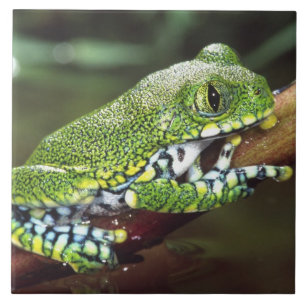 Großaugen-Riedfrosch, Leptopelis vermiculatus, Fliese
