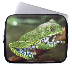 Großaugen-Waldlaubfrosch, Leptopelis vermiculatus, Laptopschutzhülle