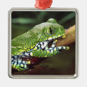 Großaugen-Waldlaubfrosch, Leptopelis vermiculatus, Silbernes Ornament