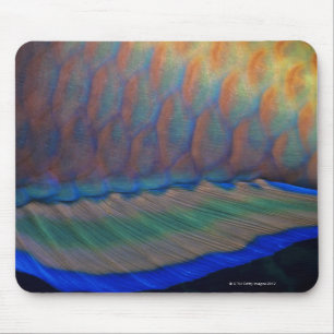 GroßaugePriacanthus hamrur, Nahaufnahme der Floss Mousepad