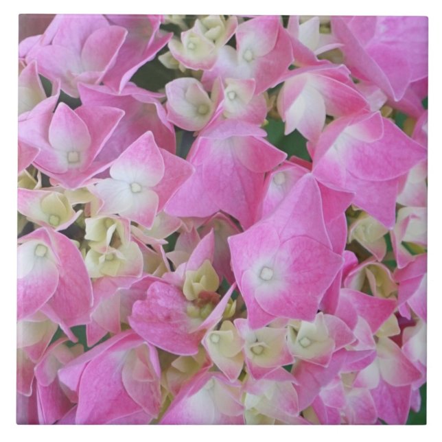 Großblättrige Hortensie Fliese (Vorderseite)