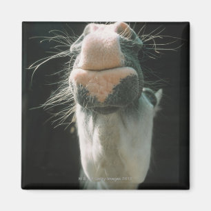 Großbritannien Magnet