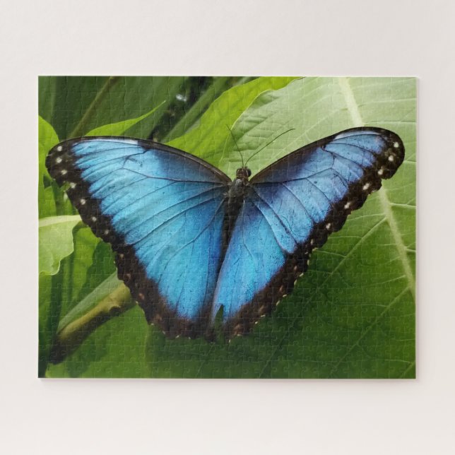 Große 520p 16 x 20 Schmetterling Foto Puzzle Gesch (Horizontal)