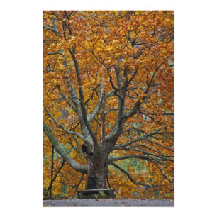 Große Ahornbaum im Herbst, Bass Lake, in der Nähe Fotodruck