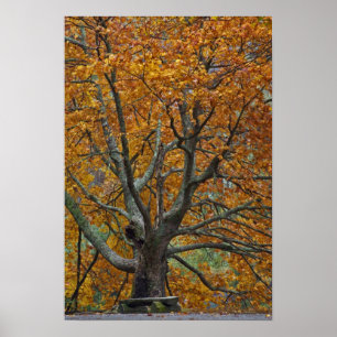 Große Ahornbaum im Herbst, Bass Lake, in der Nähe Poster
