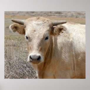Große Augen-weißes Charolais-Vieh - Western Poster