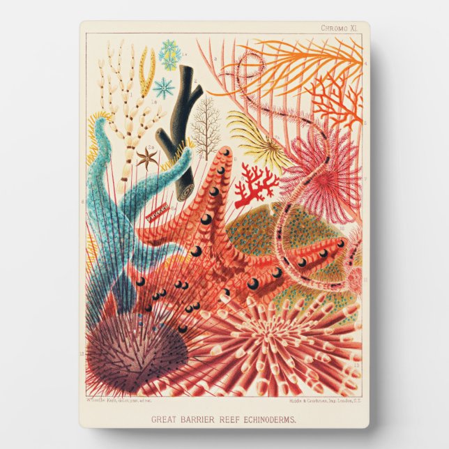 Große-Barriere-Riff-Echinodermen Fotoplatte (Vorderseite)