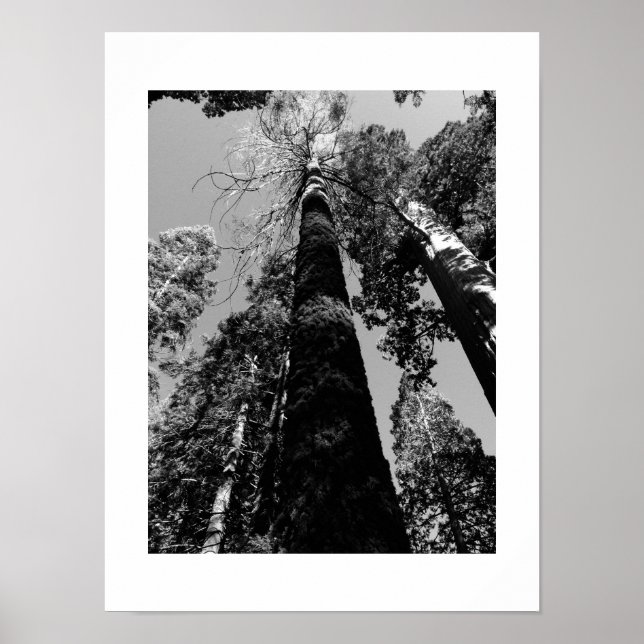 Große Bäume in Josemite Schwarz-Weiß-Fotografie Poster (Vorne)