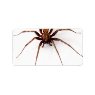 Große beängstigende Spinne Adressaufkleber
