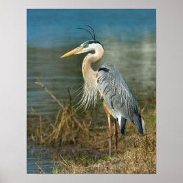 Große blaue Heron am Teich Print Poster